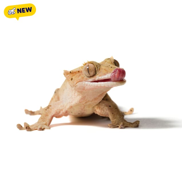 Crested Gecko (Correlophus ciliatus), 4-5" L - Carousel image #1