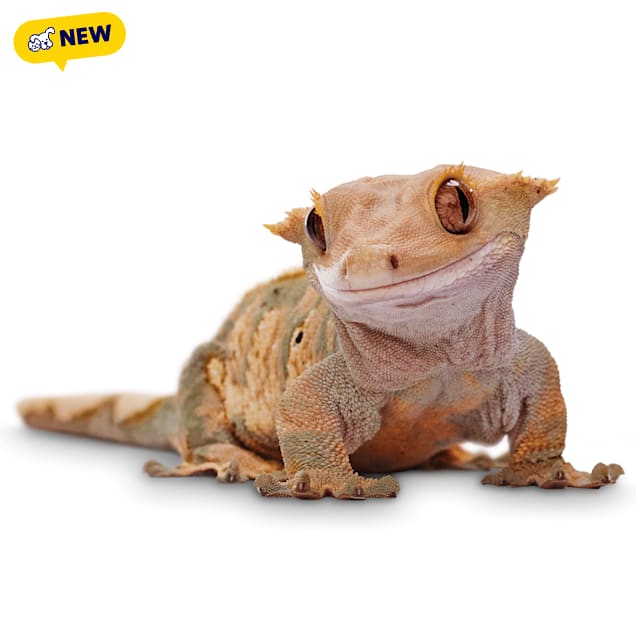 Crested Gecko (Correlophus ciliatus) - Carousel image #1
