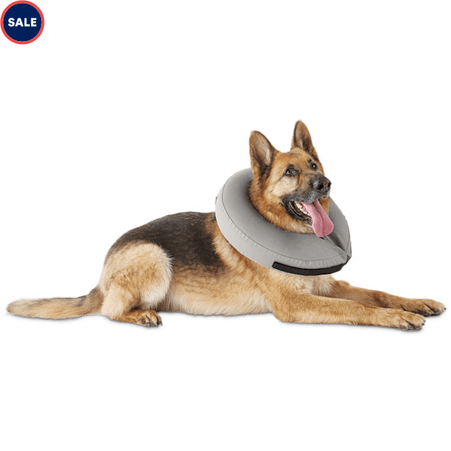 healing cone dog