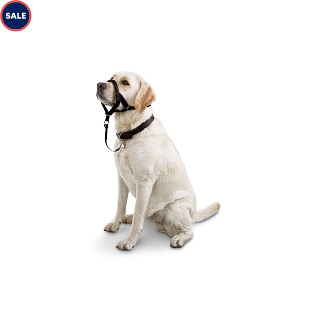Head halter collar Sale