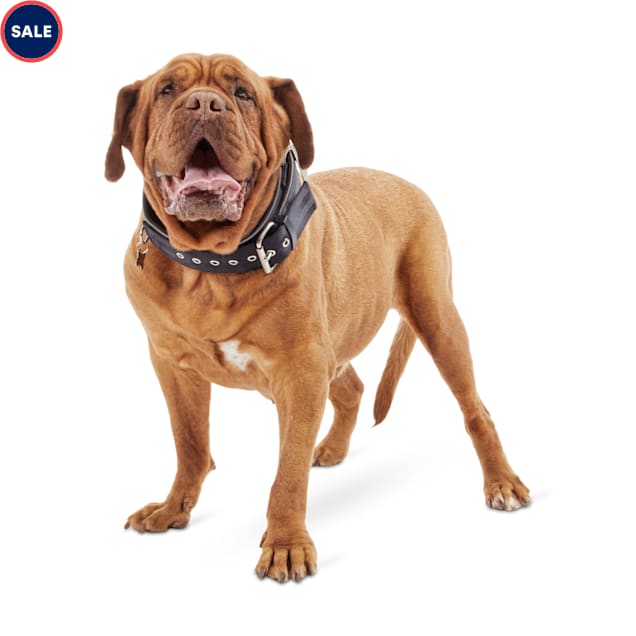 Big dog collars for sale Clearance