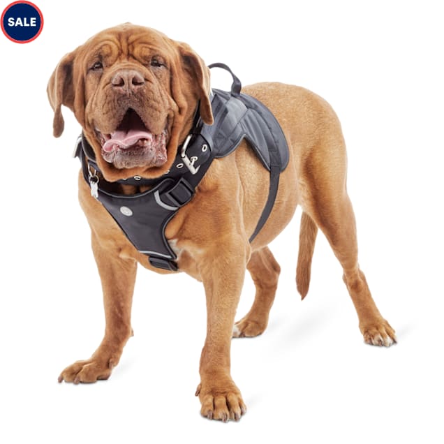 Harness too big for puppy