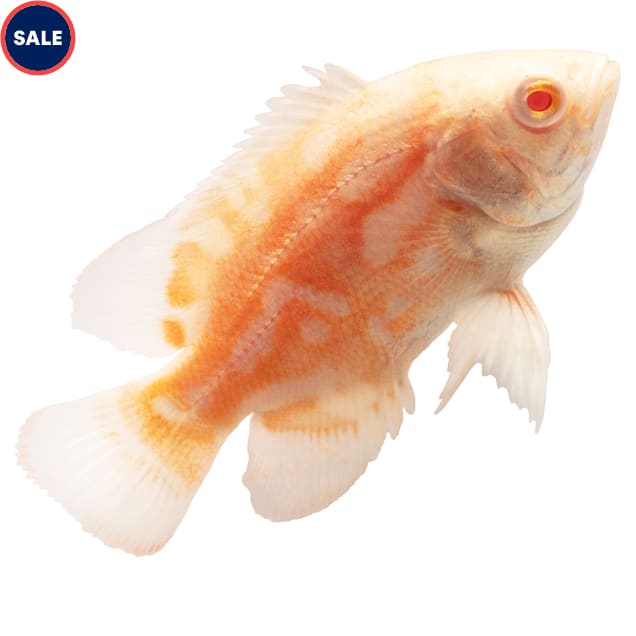 Albino Tiger Oscar Cichlid (Astronotus ocellatus) Petco