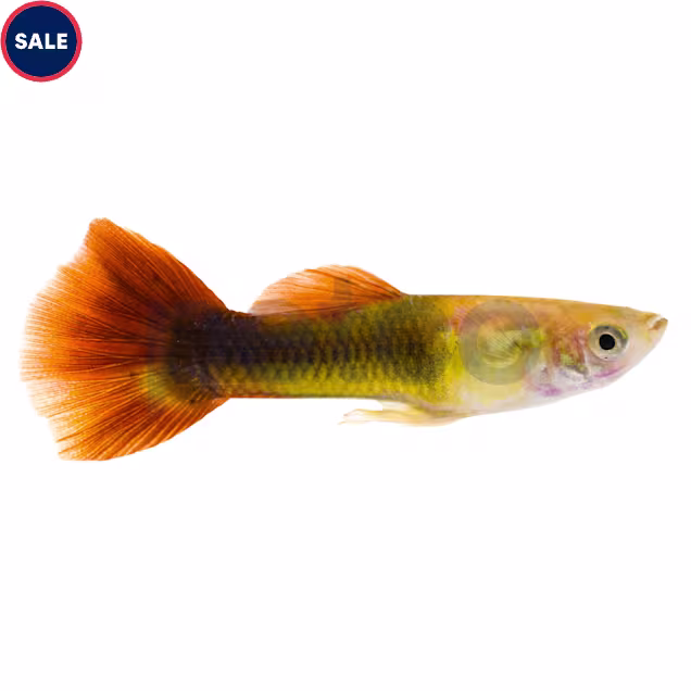 Male Red Blonde Guppy - Carousel image #1