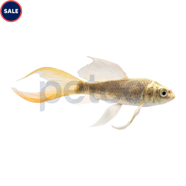 Butterfly Koi Grade A - Small (Cyprinus carpio) - Carousel image #1