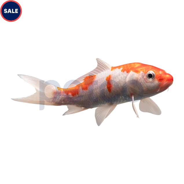 Koi Grade A-Small (Cyprinus Carpio) - Carousel image #1