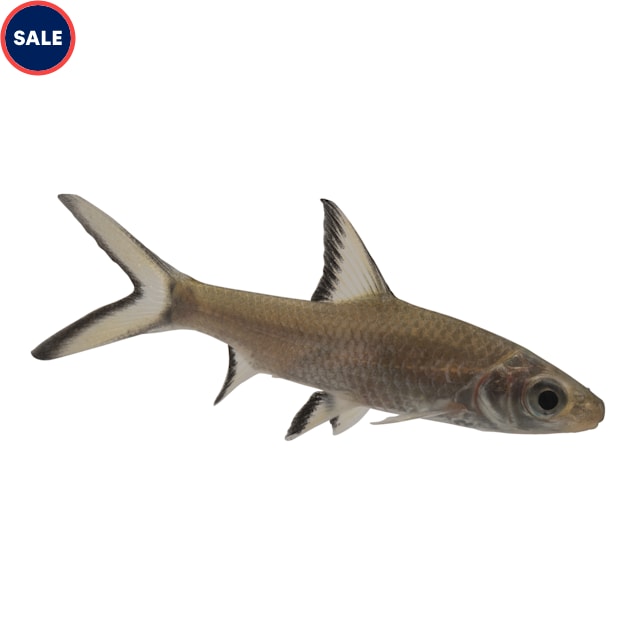 Petco Freshwater Bala Shark Community & Moderate Care Fish