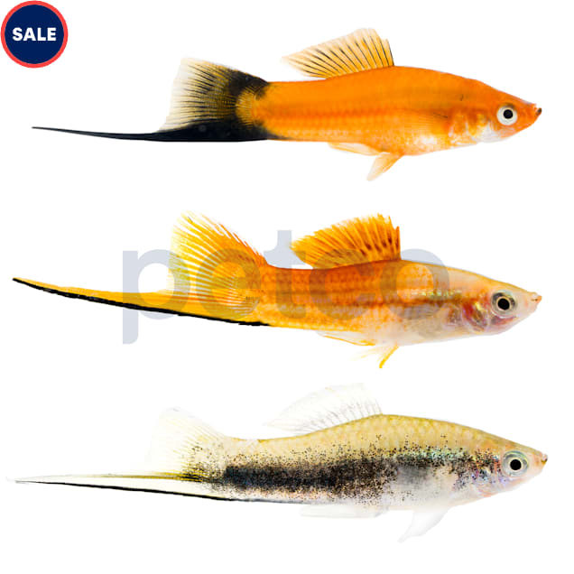 Assorted Swordtails - Carousel image #1