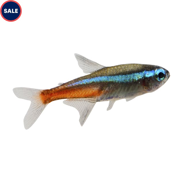Neon Tetras for Sale Order Neon Tetras Online Petco