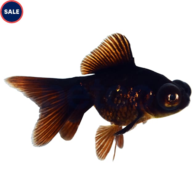 Black Moor Goldfish 2-3" (Carassius auratus) - Medium - Carousel image #1