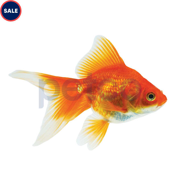 Red & White Ryukin Goldfish (Carassius auratus) - Small - Carousel image #1