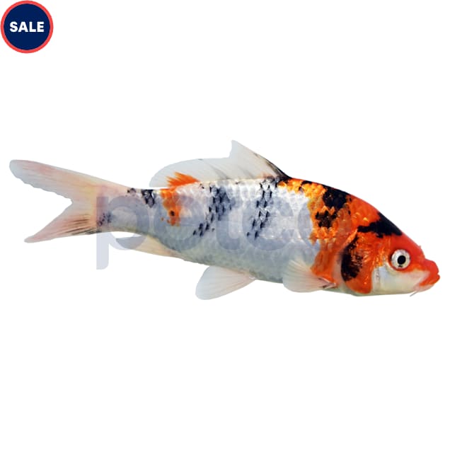 Grade-A Koi (Cyprinus carpio) - Carousel image #1