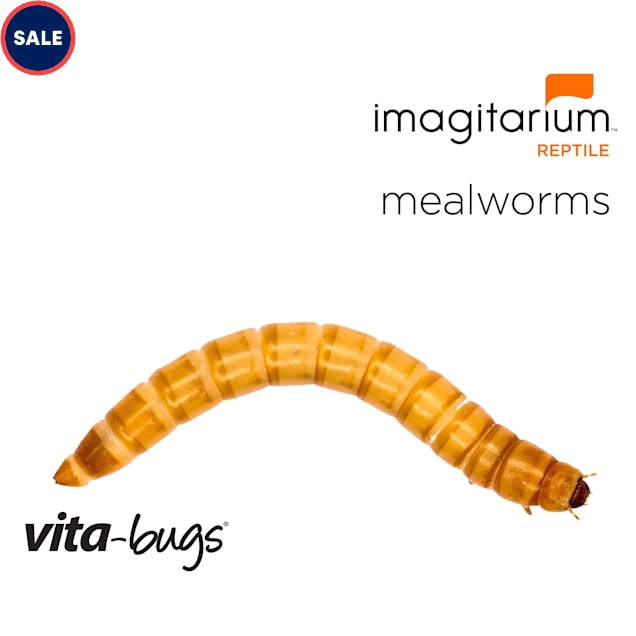 VitaBugs Mealworms Large, 50 Count Petco