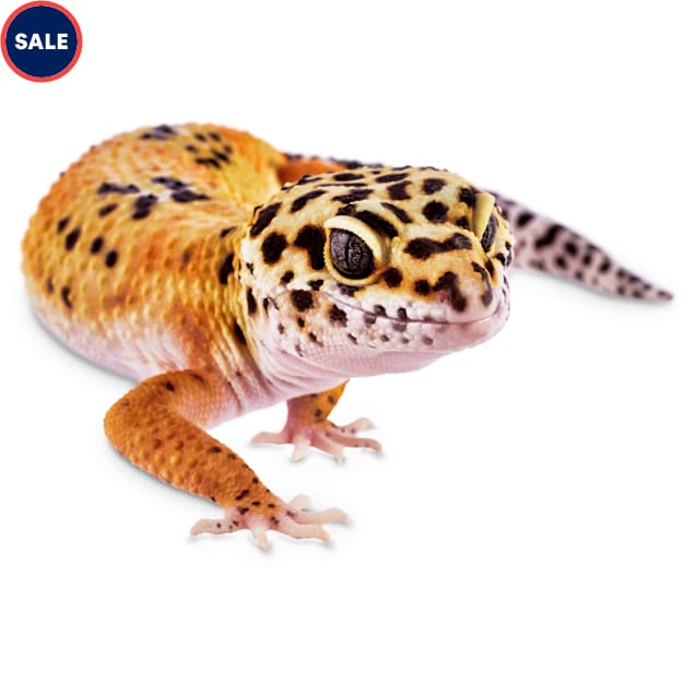 Leopard Gecko (Eublepharis macularius) - Carousel image #1