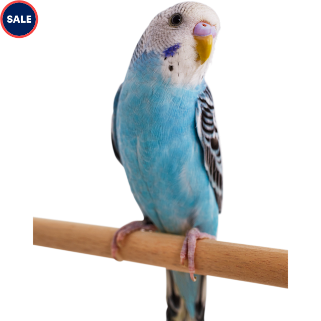 Blue Parakeet (Melopsittacus undulatus) - Carousel image #1