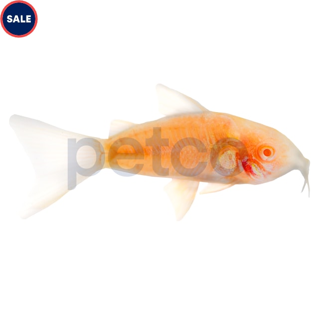 Albino Cory Catfish for Sale Order Online Petco