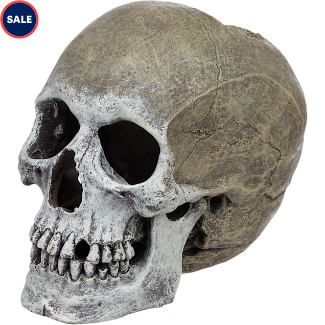 Blue Ribbon Small Life-Like Human Skull Aquarium Ornament, 6.5