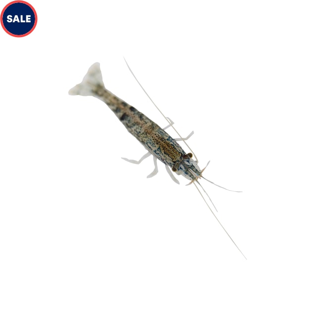 Amano Shrimp for Sale Order Amano Shrimp Online Petco