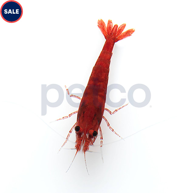Cherry Shrimp, 0.5"-1" (Neocaridina sp.)