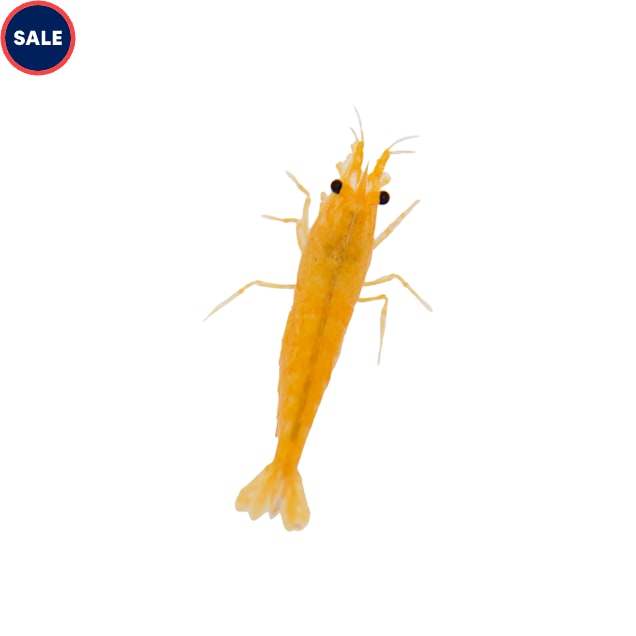 Blue shrimp petco clearance