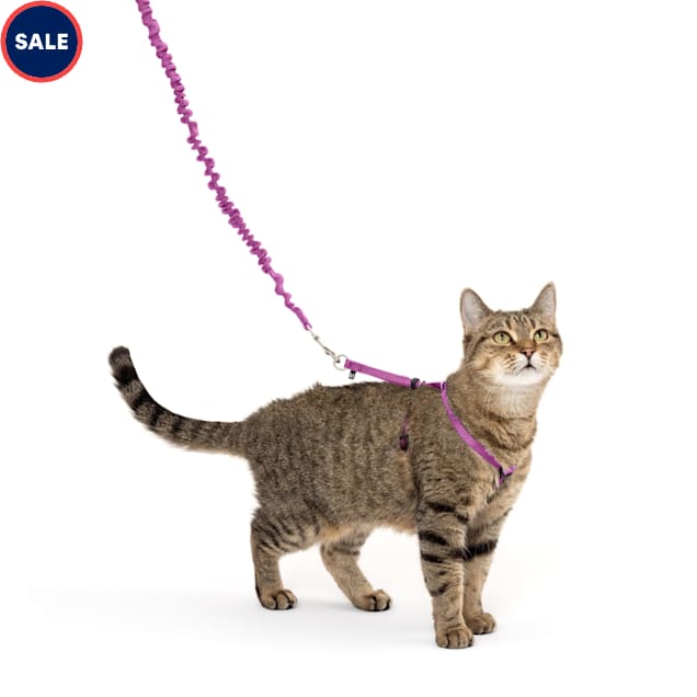 Cat harness for sale new arrivals
