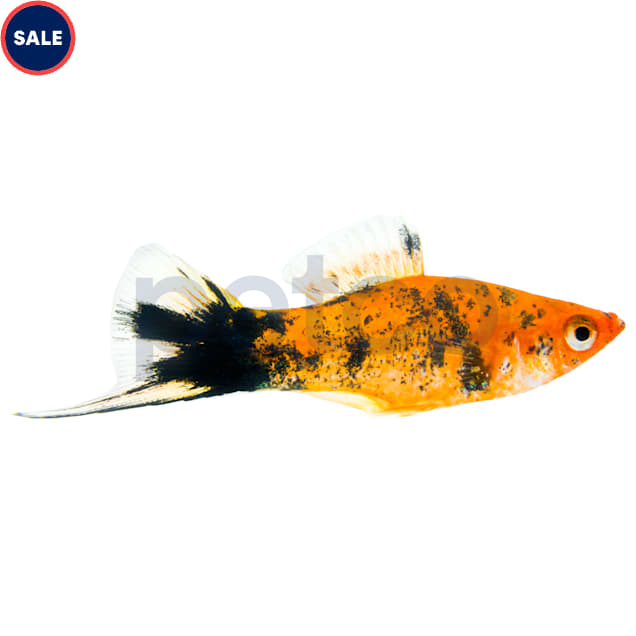 Sanshoku Koi Swordtail - Carousel image #1