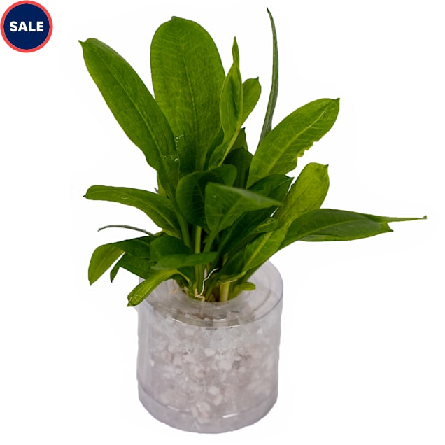 Rosette Sword (Echinodorus parviflorus) Small Aquarium Tube Plant