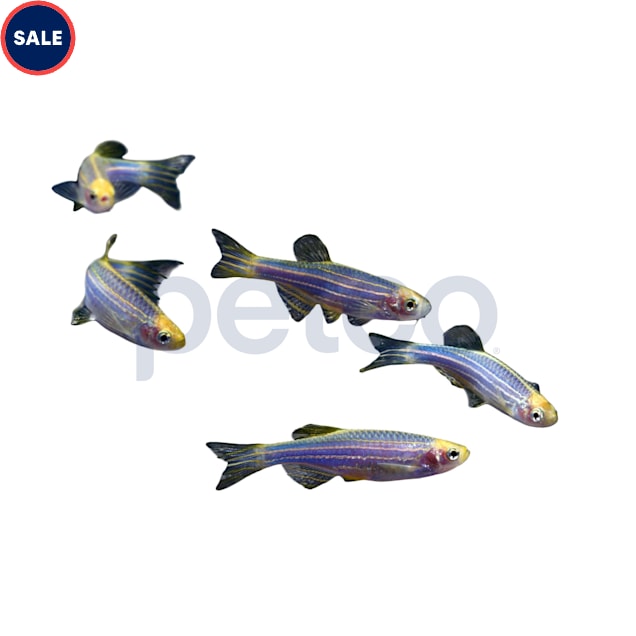Cosmic Blue Danio 5-Pack - Carousel image #1