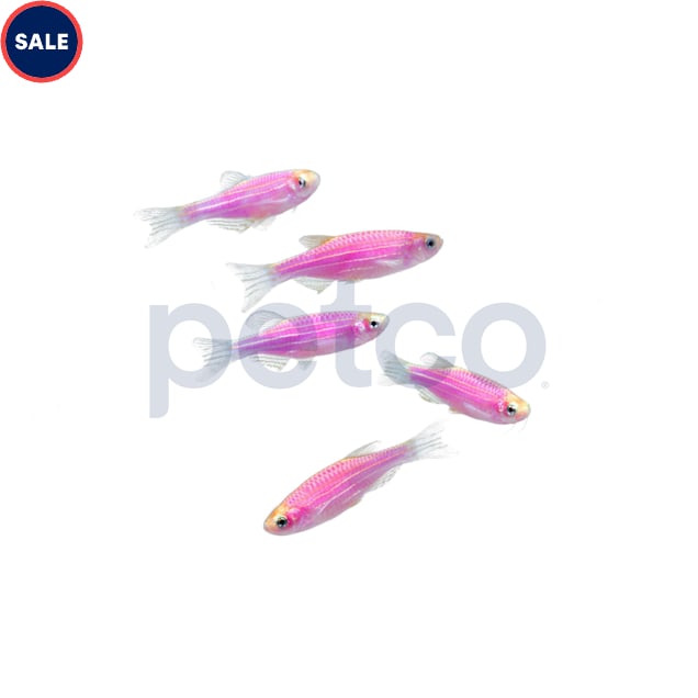 Galactic Purple Danio - 5 Pack - Carousel image #1