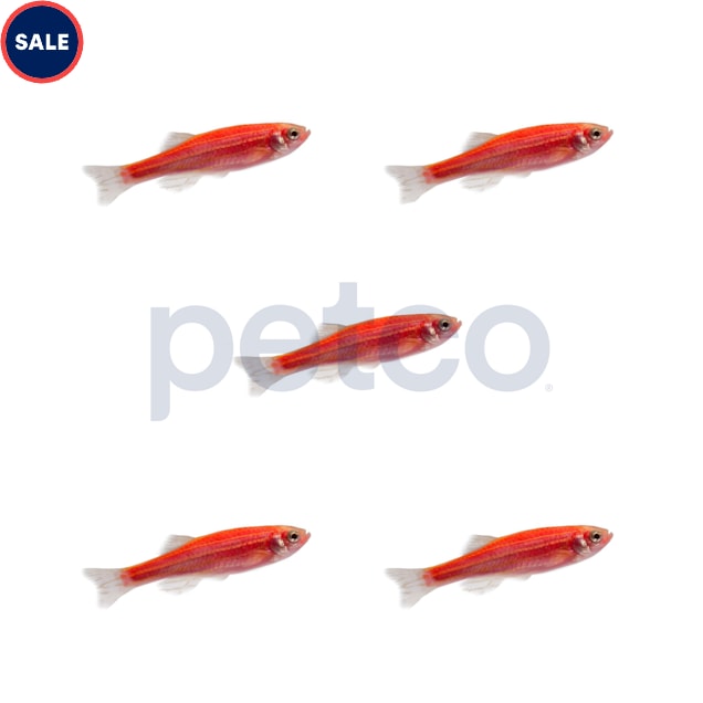 Starfire Red Danio - 5 Pack - Carousel image #1
