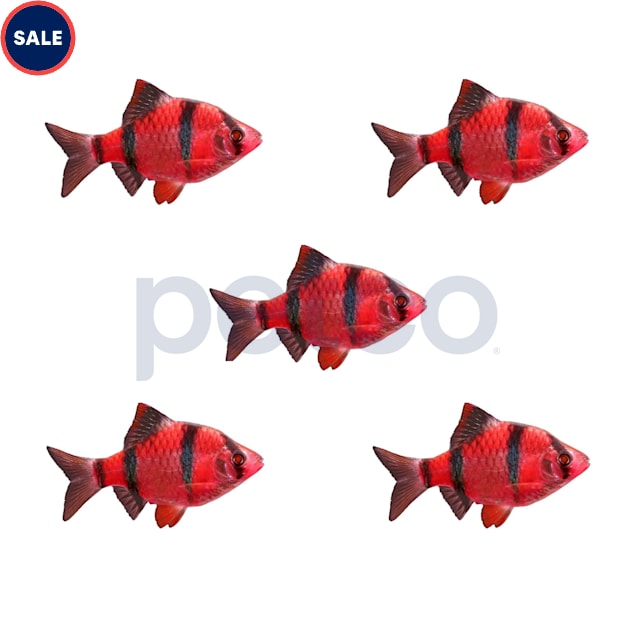 Starfire Red Tiger Barb 5-Pack - Carousel image #1