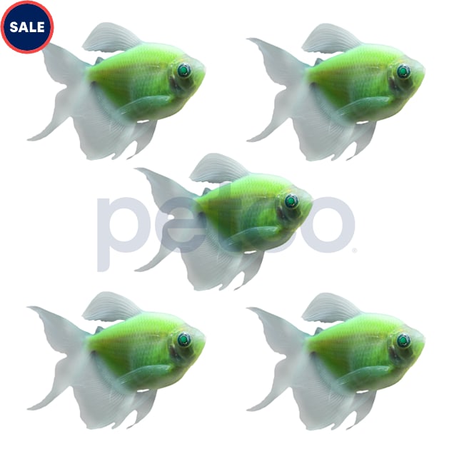 Electric Green Longfin Tetra - 5 Pack - Carousel image #1