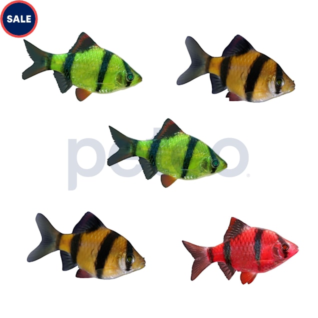 Assorted GloFish Tiger Barb - 5 Pack - Carousel image #1