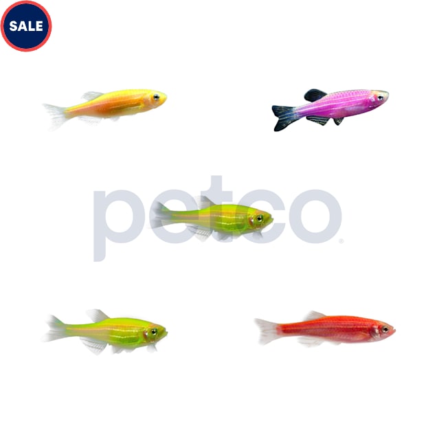 Assorted GloFish Danio 5-Pack - Carousel image #1