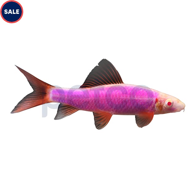 Galactic Purple Shark - Carousel image #1