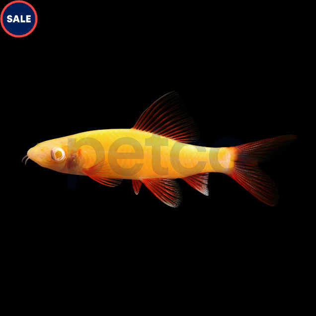 Sunburst Orange Shark - Carousel image #1
