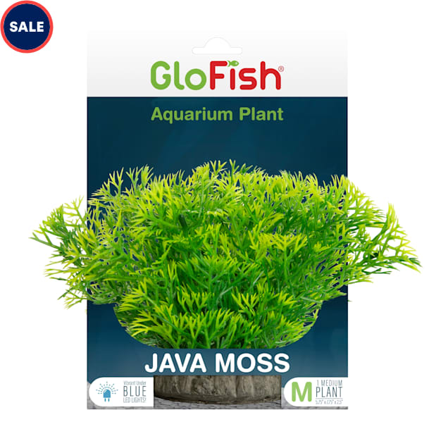 Java Moss - Super Easy Low Light Aquarium Live Plant, Premium Quality