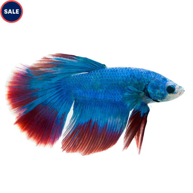 Male Stars & Stripes Bettas for Sale Order Online Petco