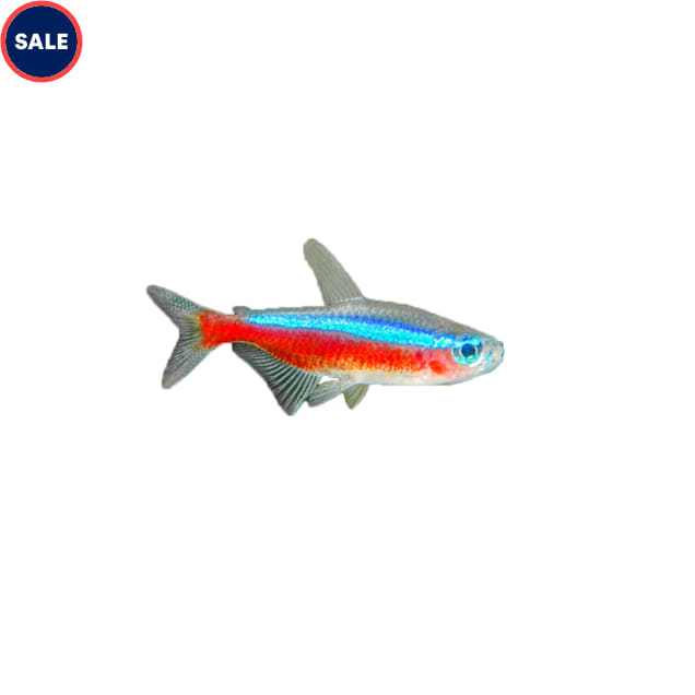 Cardinal Tetra For Sale Petco