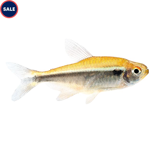 Neon fish petco top