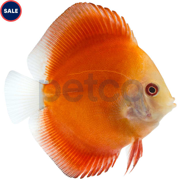 Red Melon Discus - Carousel image #1