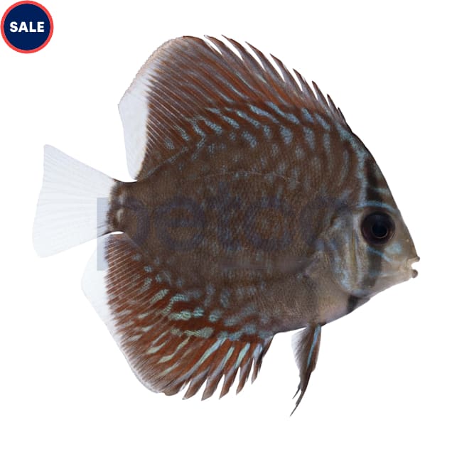 Blue Snakeskin Discus (Symphysodon aequifasciatus) - Carousel image #1