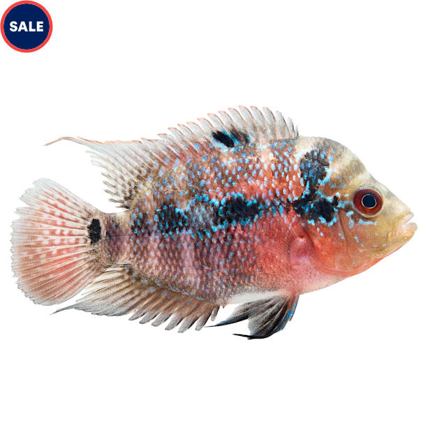 Petco Freshwater Flowerhorn Cichlid Colorful & Interactive