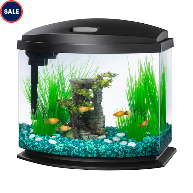 Mini Fish Swimming In Aqurium Stock Photo - Download Image Now