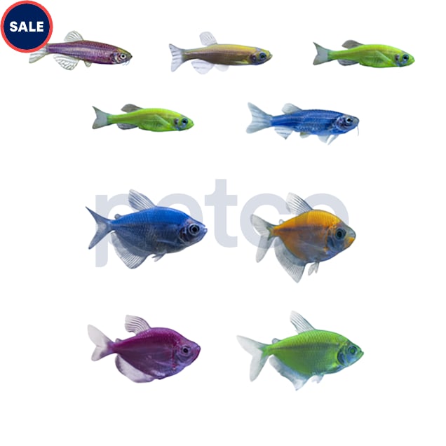 GloFish Community Collection - 10 Gallon - Carousel image #1