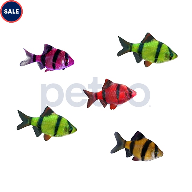 GloFish Active Collection - 10 Gallon - Carousel image #1