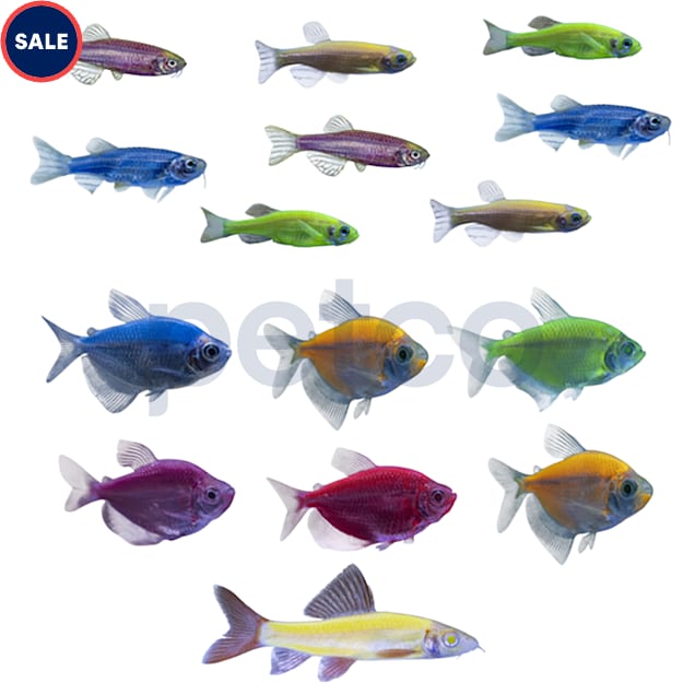 GloFish Community Collection - 20 Gallon - Carousel image #1