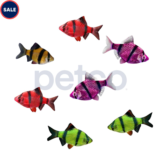 Assorted GloFish Barb 7-Pack (Puntius tetrazona) - Carousel image #1