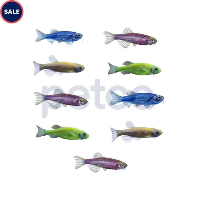 Assorted GloFish Danio 9-Pack (Danio rerio) - Carousel image #1