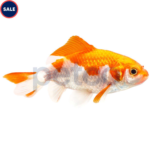 Wakin Goldfish 2.75-3.25" (Carassius auratus) - Carousel image #1